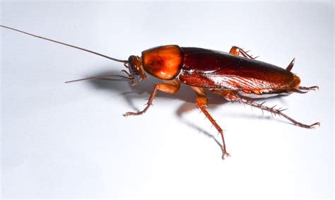 Small cockroach. Things To Know About Small cockroach. 